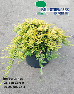 Juniperus hor. Golden Carpet
