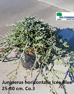 Juniperus hor. Icee Blue