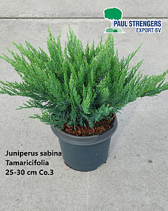 Juniperus sabina Tamaricifolia