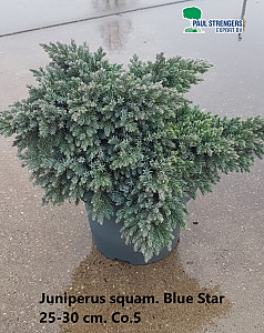 Juniperus squam. Blue Star