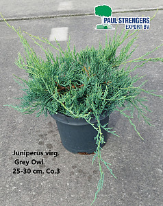 Juniperus virg. Grey Owl