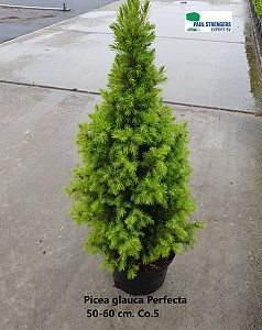 Picea glauca Perfecta