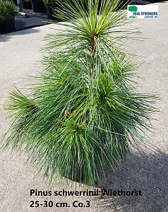 Pinus schwerrinii Wiethorst