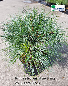 Pinus strobus Blue Shag