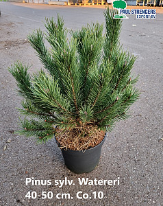 Pinus sylv. Watereri