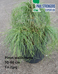 Pinus wallichiana
