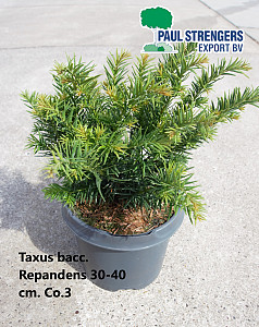 Taxus bacc. Repandens