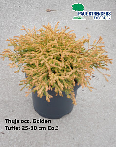 Thuja occ. Golden Tuffet