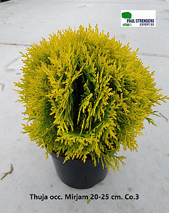 Thuja occ. Mirjam 