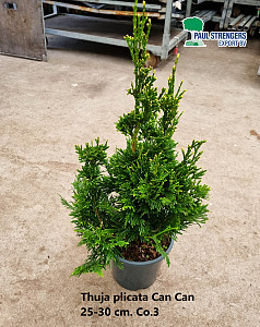 Thuja plicata Can Can
