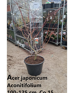 Acer japonicum Aconitifolium