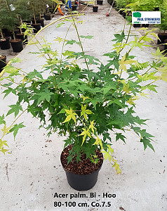 Acer palm. Bi - Hoo