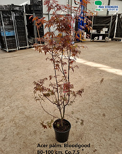 Acer palm. Bloodgood