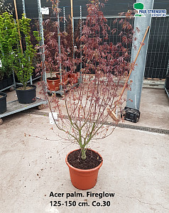 Acer palm. Fireglow