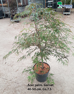 Acer palm. Garnet
