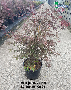 Acer palm. Garnet