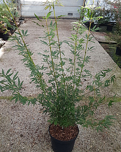 Acer palm. Jerre Schwarz