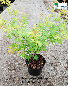 Acer palm. Katsura