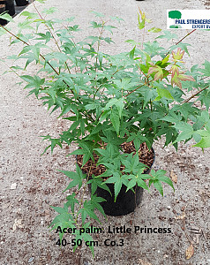 Acer palm. Little Princess