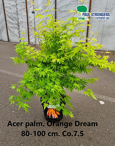 Acer palm. Orange Dream