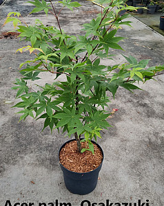 Acer palm. Osakazuki