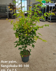 Acer palm. Sangokaku