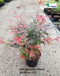 Acer palm. Shaina