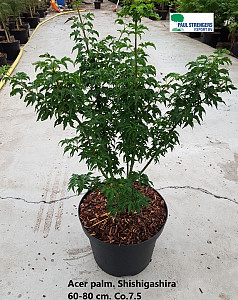 Acer palm. Shishigashira