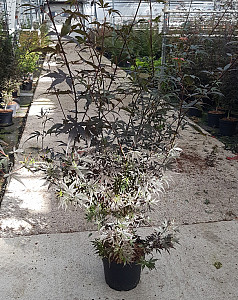 Acer palm. Skeeters Broom