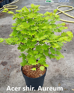 Acer shir. Aureum