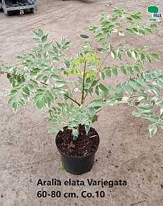 Aralia elata Variegata