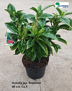 Aucuba jap. Rozannie
