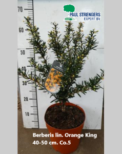 Berberis long. Orange King