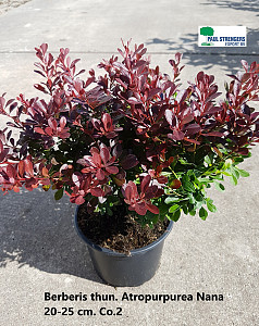 Berberis thun. Atropurpurea Nana