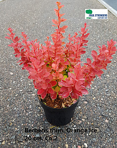 Berberis thun. Orange Ice