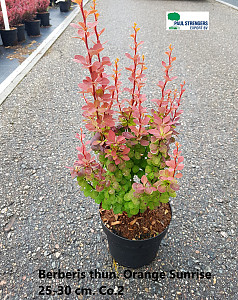 Berberis thun. Orange Sunrise