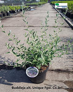 Buddleja altenifolia Unique
