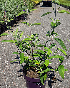 Buddleja dav. Funky Fuchsia