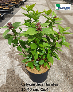 Calycanthus florides