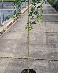 Caragana arb. Pendula