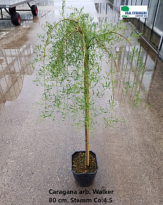 Caragana arb. Walker