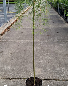 Caragana arb. Walker