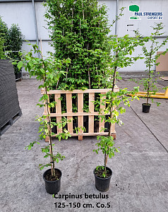 Carpinus betulus Fastigiata