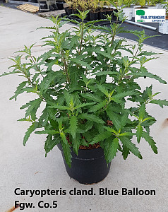 Caryopteris cland. Blue Balloon