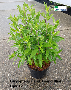 Caryopteris cland. Grand Blue
