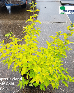 Caryopteris cland. Hint off Gold