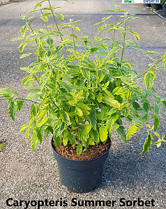 Caryopteris cland. Summer Sorbert