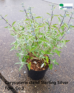 Caryopteris cland. Sterling Silver