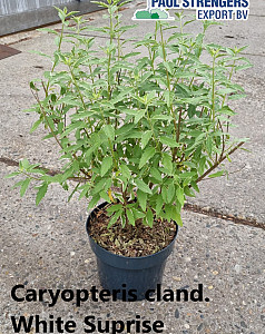 Caryopteris cland. White Suprise