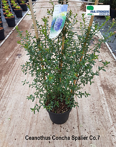 Ceanothus Concha